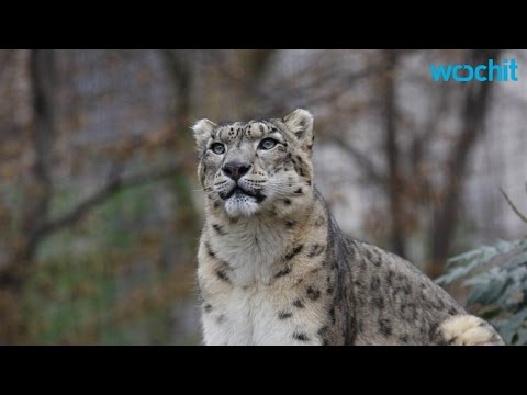 Father and Son Watch Snow Leopard Catch and Eat Squirrel