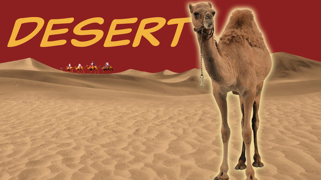 Educational overview of desert flora and fauna in environmental geography