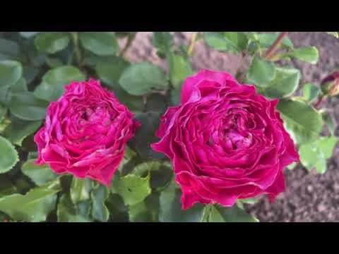 Бачі Ріва (  Baccie Reeva )