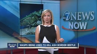 Wasps get job in Boulder - killing ash borer beetle