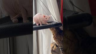 いつも姉猫にいじわるされる猫アレクサンドラ【スフィンクス】