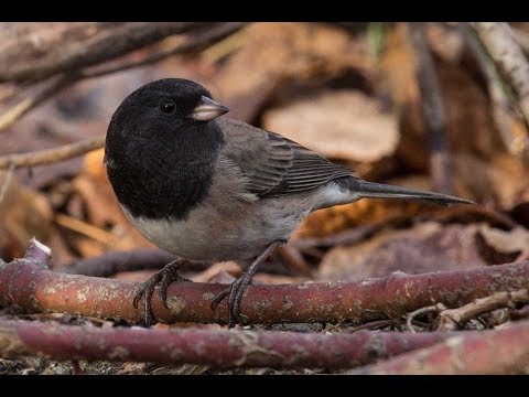 Dark Eyed Junco - Bird Docs