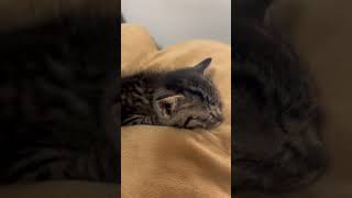 家族が増えました！まだうまれたばかりの猫ちゃん！#猫　#ねこ　#かわいい #かわいい猫