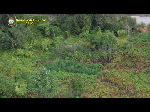 Maxi sequestro di piante di marijuana a Pianura