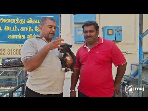 Anbu dog farm Coimbatore.anbu thangam(4 standard qualification)9842281800.  🙏😃Anbu th