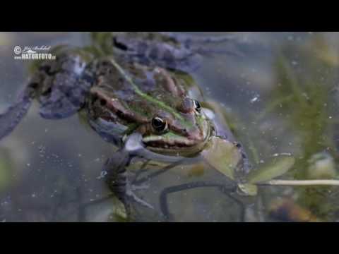 Skokan zelený - (Rana esculenta) - Green Frog - Teichfrosch