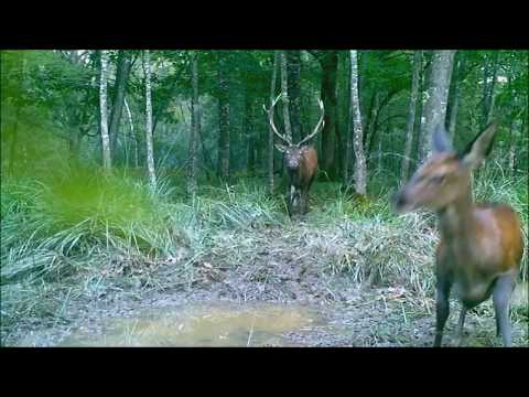 Le brame du cerf 2017