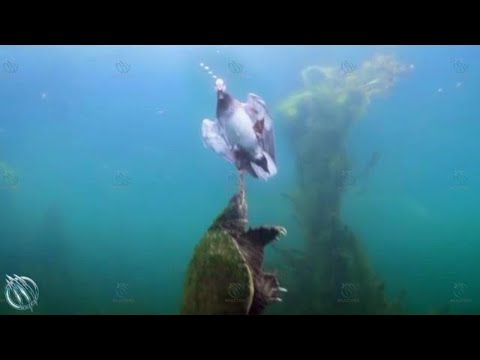 🐢 COMMON SNAPPING TURTLE ─ The Most Vicious Turtle in The World 🐢