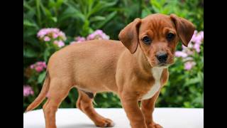 Video preview image #1 Cavapoo (Miniature)-Jack Russell Terrier Mix Puppy For Sale in EAST EARL, PA, USA