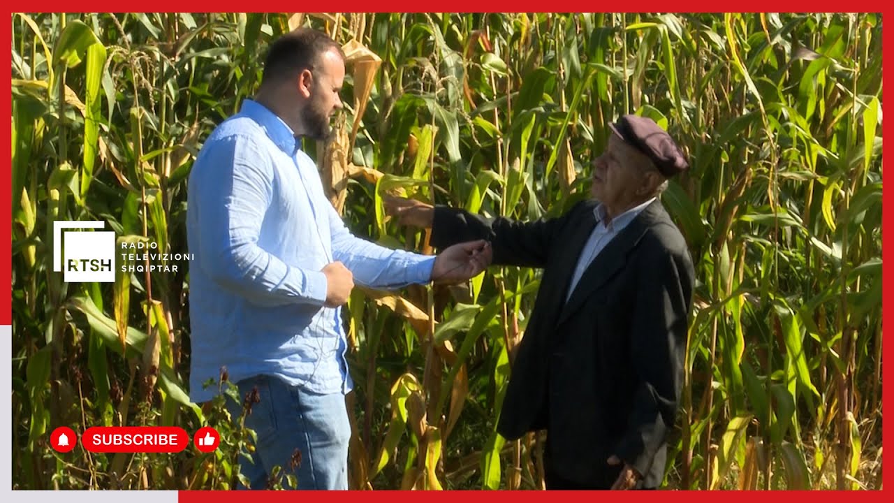 Misri në sezonin e korrjes – Në Qarkun e Kukësit përdoret kryesisht si ushqim për bagëtitë