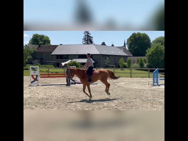 Morrillion de Bellerose 