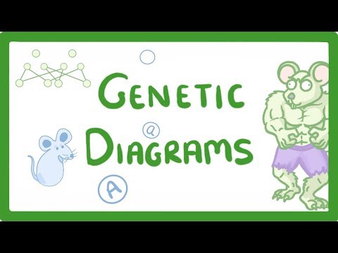 Kingdoms of Life Animals Plants Fungi Protoctists Bacteria and Viruses 1