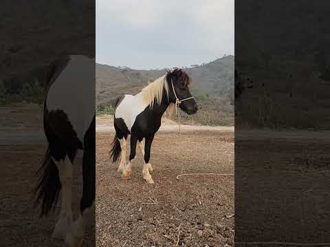 Finca Agua Tibia. Hermosura #horses #riders #Guatemala #Villacanales #jocotillo #pony