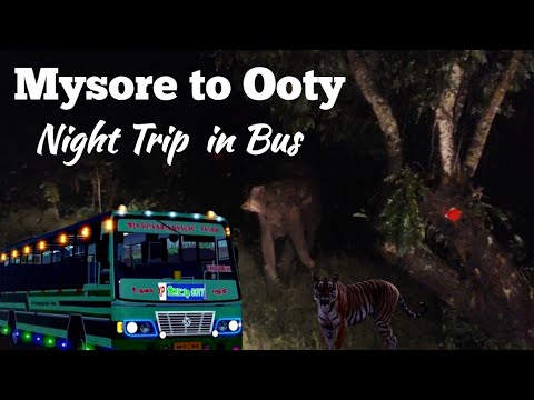 Mysore to Ooty Night Road Trip | #mysoretoootyrodetrip | #mysoretoooty | #mysoretourism | #ootytrip