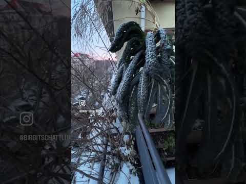 Berlin: Wintergemüse trotzt -11°C Frost auf dem Balkon