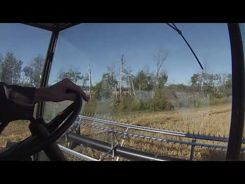 Sep 19 combine canola and swath oats