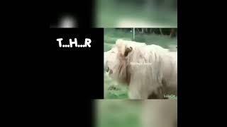 Download lagu Story WA THR singa mp3 Download lagu Story WA THR singa mp3