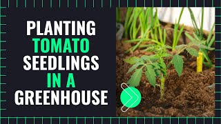 How to Plant Tomato Seedlings In a Greenhouse in Zimbabwe 🇿🇼