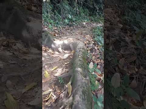 BAMBA - RAIZ GIGANTE - VEREDA REFORMA - ORTEGA TOLIMA