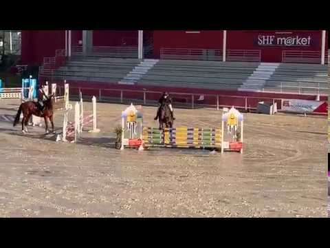 FORTUNA SEMILLY (Adzaro de l'Abbaye x Jus de Pomme) 5ans / 5YO