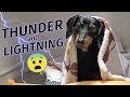 Crusoe Dachshund Scared Of Thunderstorm Hides In Closet