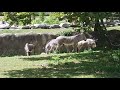 Detroit Zoo Zebras