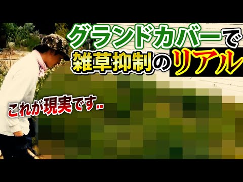 園芸 ガードナーのエスカロニア、オルガン山脈のエスカロニア