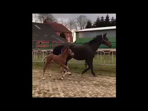 Stutfohlen von Zinedream