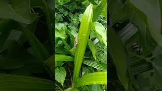 Download lagu simantis Manis dan sayang mp3 Download lagu simantis Manis dan sayang mp3