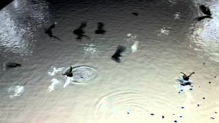 Lines of Flight (filmpoem)