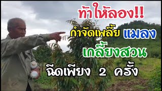 ท้าให้ลอง สูตรกำจัดเพลี้ย แมลง เกลี้ยงสวน ฉีดเพียง 2 ครั้ง
