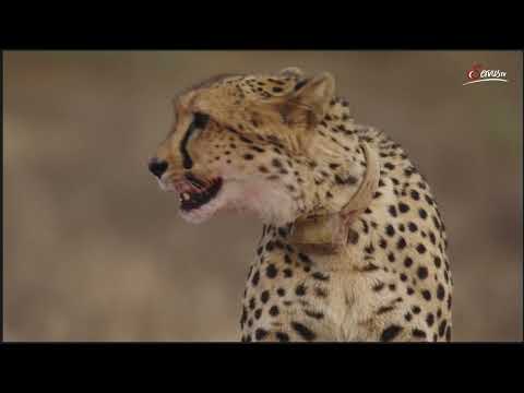 Der Geparden-Clan (Part 2/3)