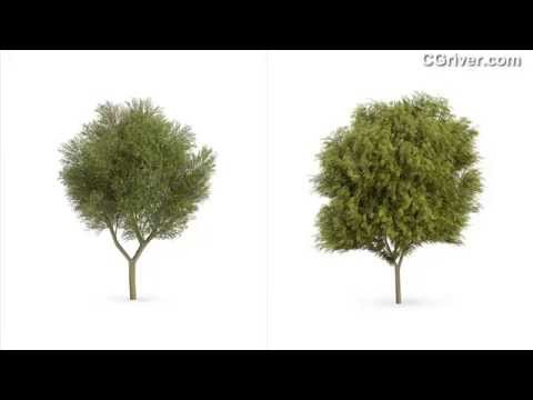 CGAxis 3D Model Vol. 62 - Photo-Realistic 3D Trees VI - CGriver.com