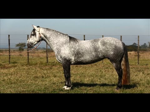 A Crioulo horse in Gravatá has to be beautiful and functional!