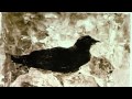 Passenger Pigeon Martha 100 Years Later ...
