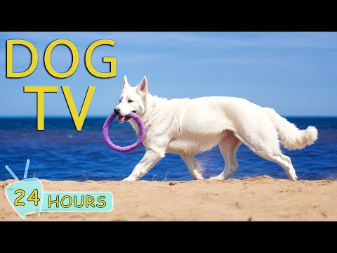 Dog TV: Video to Keep Your Dog Entertained & Anxiety-Free When Home Alone - Music Collection for Dog