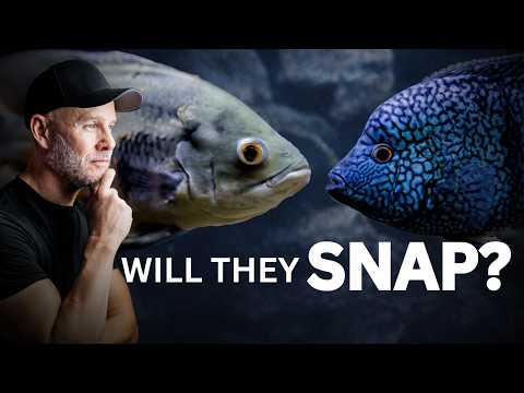 The Silent War: Oscar vs Carpintis