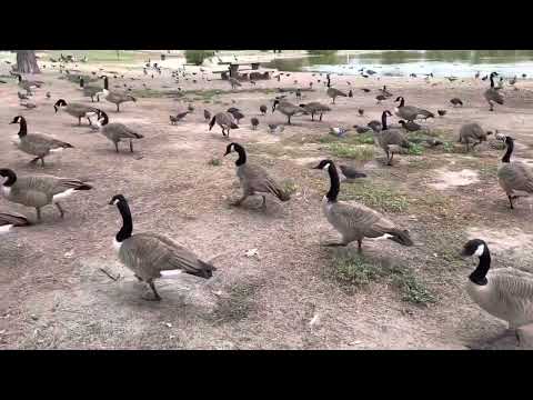Precy at the Leg Lake park in South El Monte