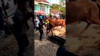 Download lagu kuda turun dari mobil, kuda ngamuk #shorts #kudadelman mp3 Download lagu kuda turun dari mobil, kuda ngamuk #shorts #kudadelman mp3