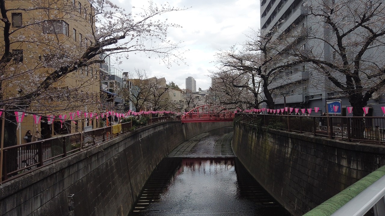 中目黒のドン・キホーテに行ったついでに目黒川沿いの桜を見てきました【死ぬまでの途中報告】