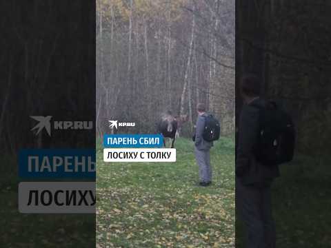 В Смоленской области парень избежал нападения лосихи