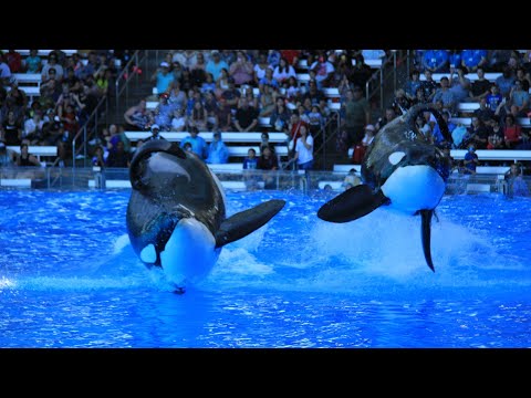 Orca Encounter (Pre-Show & Full Show) | March 16th 2023