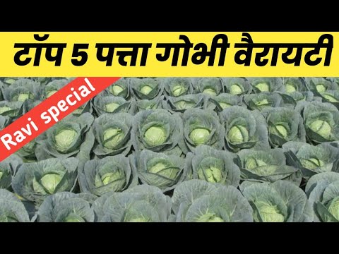 , title : 'Top 5 Patta Gobhi seed variety in India // पत्ता गोभी की खेती'