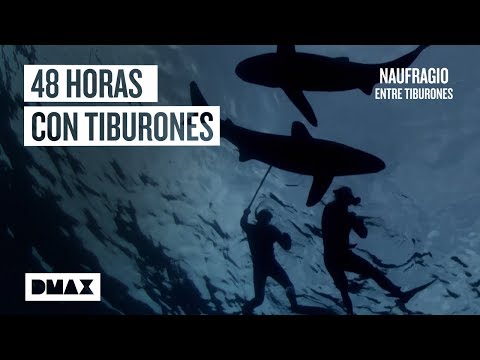 Dos expertos en supervivencia luchan por salvar su vida naufragando entre tiburones | Tiburones