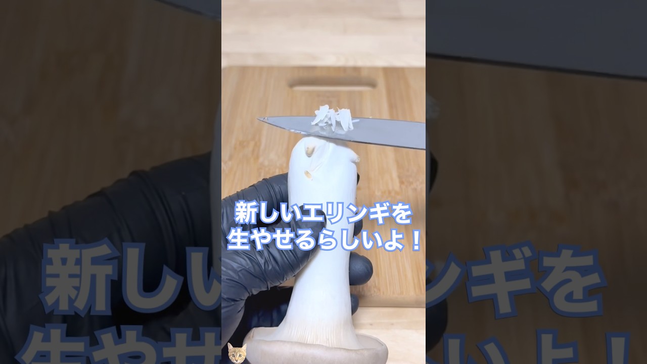 【リボベジ】スーパーのエリンギから2世を生やしたい🍄‍🟫 #shorts