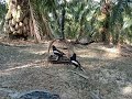 Suara Burung Murai Kampung Murai Cacing Si Romeo Hitam