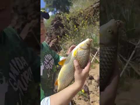 Pesca en el km 20 punta santa Ana #corrientes #pesca