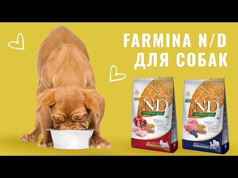 Сухой корм Farmina N&D Quinoa Skin&Coat ADULT MEDIUM & MAXI для собак, при пищевой аллергии, с перепелом, киноа, кокосом и куркумой, 2.5 кг video