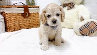 アメリカンコッカースパニエルの動画02