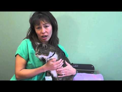 How to induce vomiting in cats | Dr Justine Lee